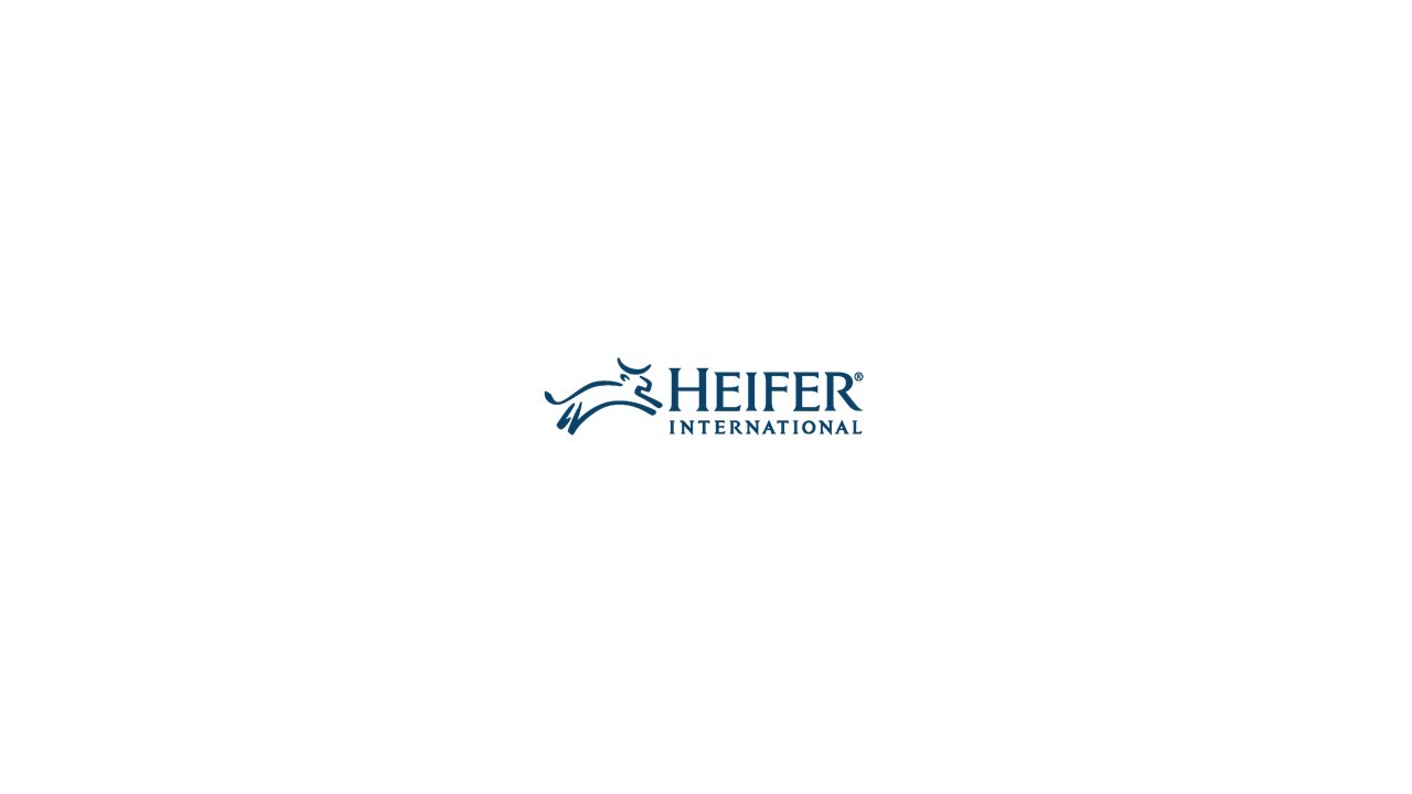 Heifer2