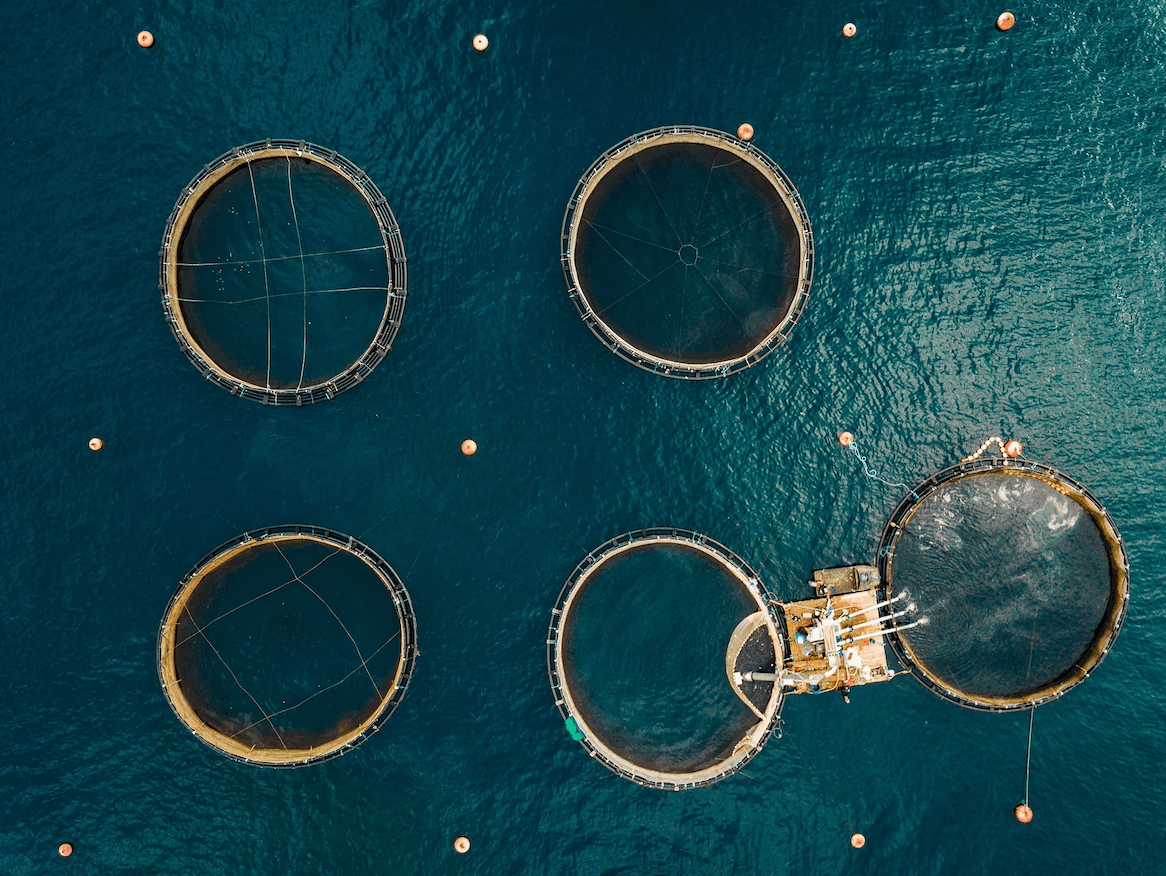 Birds eye view of five aquaculture nets stationed in the ocean
